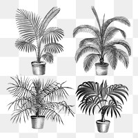 Botanical palm tree png sticker, hand drawn tropical clip art set, transparent background