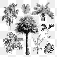 Botanical palm tree png sticker, hand drawn tropical clip art set, transparent background