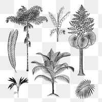 Botanical palm tree png sticker, hand drawn tropical clip art set, transparent background