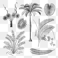 Botanical palm tree png sticker, hand drawn tropical clip art set, transparent background