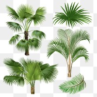 Palm tree png sticker, watercolor botanical design clip art set, transparent background