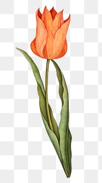 Vintage png orange tulip flower illustration, featuring public domain artworks