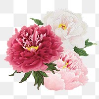 Pink peony png sticker, botanical flower design element on transparent background