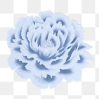 Japanese peony flower png clipart, blue botanical floral design on transparent background