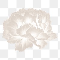 Japanese peony png clipart, white botanical floral design on transparent background