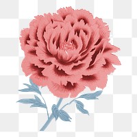 Pink peony png sticker, botanical flower design element on transparent background