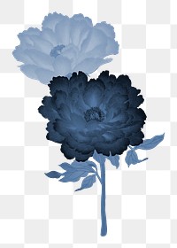 Peony flower png design element, aesthetic botanical style on transparent background