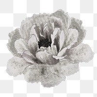 Peony png sticker, aesthetic flower clipart, floral & botanical style on transparent background