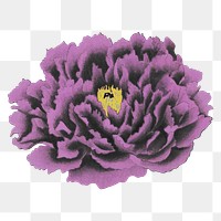 Japanese peony png clipart, purple botanical floral design on transparent background