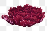 Japanese peony flower png clipart, fuchsia botanical floral design on transparent background