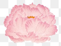 Pink peony png sticker, botanical flower design element on transparent background