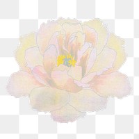 Japanese peony flower png clipart, color botanical floral design on transparent background