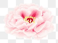 Japanese peony png clipart, pink botanical floral design on transparent background