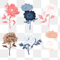 Peony flower png design element, aesthetic botanical style on transparent background set