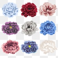 Peony png sticker, aesthetic flower clipart, floral & botanical style on transparent background set