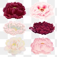 Peony png sticker, aesthetic flower clipart, floral & botanical style on transparent background set