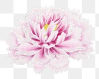 Peony png sticker, aesthetic flower clipart, floral & botanical style on transparent background