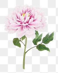 Japanese peony png clipart, pink botanical floral design on transparent background