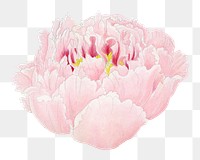 Pink peony png sticker, botanical flower design element on transparent background