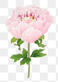 Peony png sticker, aesthetic flower clipart, floral & botanical style on transparent background