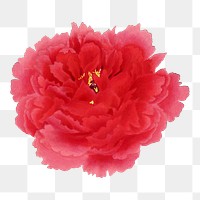 Japanese peony flower png clipart, red botanical floral design on transparent background