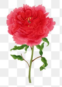 Japanese peony flower png clipart, color botanical floral design on transparent background