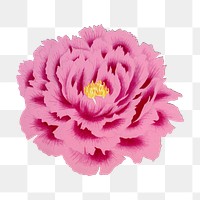 Japanese peony png clipart, pink botanical floral design on transparent background