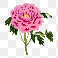 Japanese peony png clipart, pink botanical floral design on transparent background