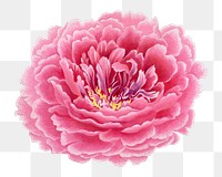 Peony png sticker, aesthetic flower clipart, floral & botanical style on transparent background