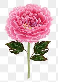 Pink peony png sticker, botanical flower design element on transparent background