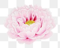 Pink peony png sticker, botanical flower design element on transparent background