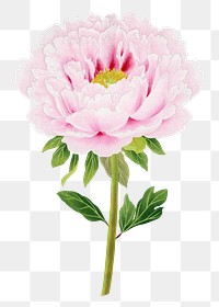 Pink peony png sticker, botanical flower design element on transparent background