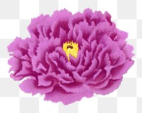 Fuchsia peony png sticker, botanical flower design element on transparent background