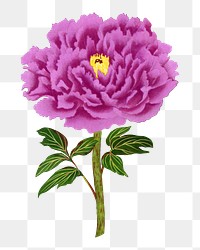 Peony png sticker, aesthetic flower clipart, floral & botanical style on transparent background