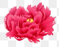 Peony png sticker, aesthetic flower clipart, floral & botanical style on transparent background