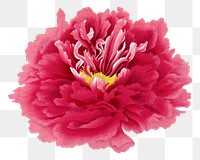 Aesthetic peony flower png sticker, floral clipart on transparent background