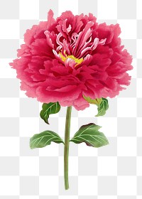 Peony png sticker, aesthetic flower clipart, floral & botanical style on transparent background