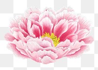 Peony png sticker, aesthetic flower clipart, floral & botanical style on transparent background