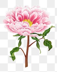 Peony png sticker, aesthetic flower clipart, floral & botanical style on transparent background