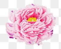 Peony png sticker, aesthetic flower clipart, floral & botanical style on transparent background