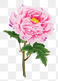 Japanese peony flower png clipart, pink botanical floral design on transparent background