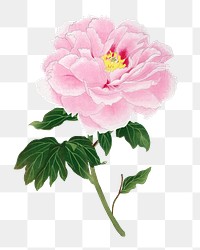 Japanese peony flower png clipart, pink botanical floral design on transparent background