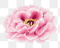 Pink peony png sticker, botanical flower design element on transparent background