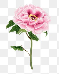 Peony png sticker, aesthetic flower clipart, floral & botanical style on transparent background