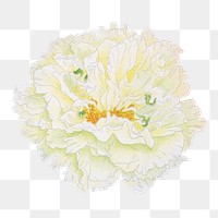 Japanese peony flower png clipart, color botanical floral design on transparent background