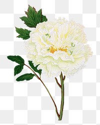 Peony png sticker, aesthetic flower clipart, floral & botanical style on transparent background