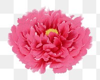 Japanese peony flower png clipart, pink botanical floral design on transparent background