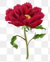 Japanese peony flower png clipart, red botanical floral design on transparent background