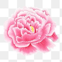 Pink peony png sticker, botanical flower design element on transparent background