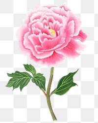 Peony png sticker, aesthetic flower clipart, floral & botanical style on transparent background